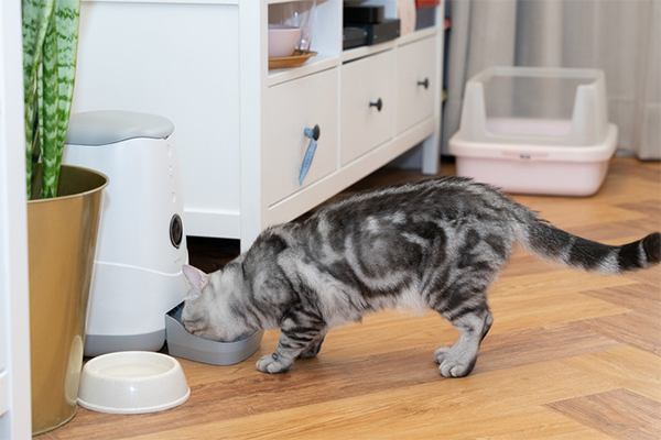 寵物喂食器投食器ROHS認(rèn)證